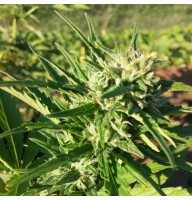 Auto Amnesia Haze Feminised Silver