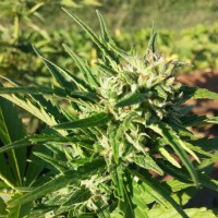 Насіння Auto Amnesia Haze Feminised Silver