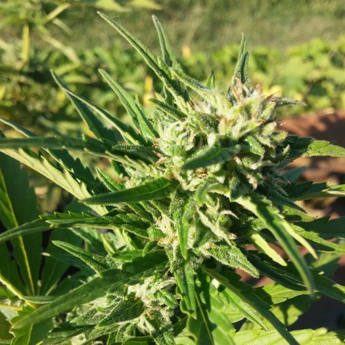 Насіння Auto Amnesia Haze Feminised Silver