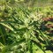 Насіння Auto Amnesia Haze Feminised Silver