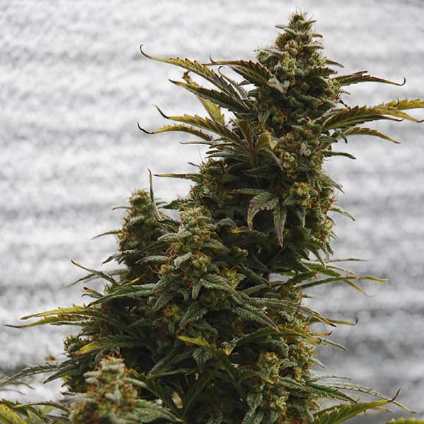 Насіння Auto Amnesia Lemon Feminised Silver