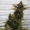 Насіння Auto Amnesia Lemon Feminised Silver