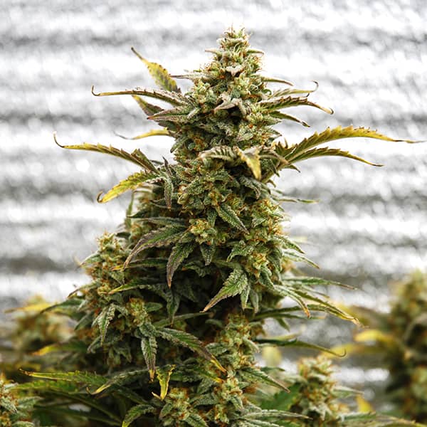 Насіння Auto Amnesia Lemon Feminised Silver