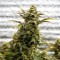 Насіння Auto Amnesia Lemon Feminised Silver