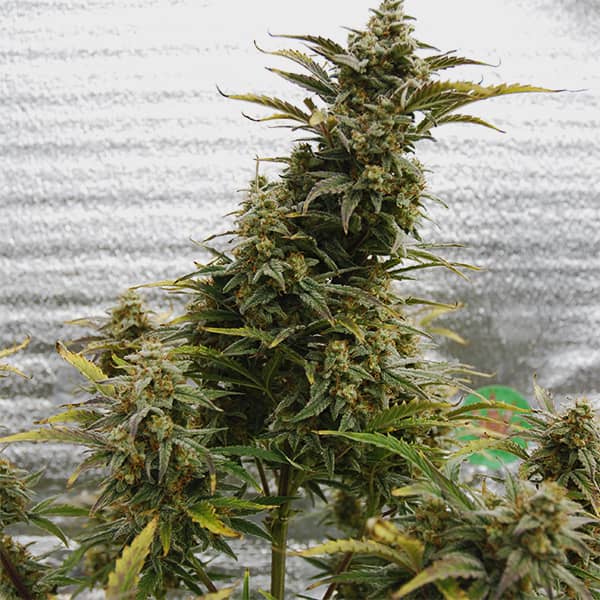 Насіння Auto Amnesia Lemon Feminised Silver
