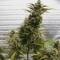 Насіння Auto Amnesia Lemon Feminised Silver