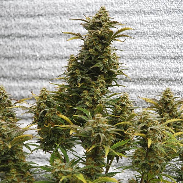 Насіння Auto Amnesia Lemon Feminised Silver