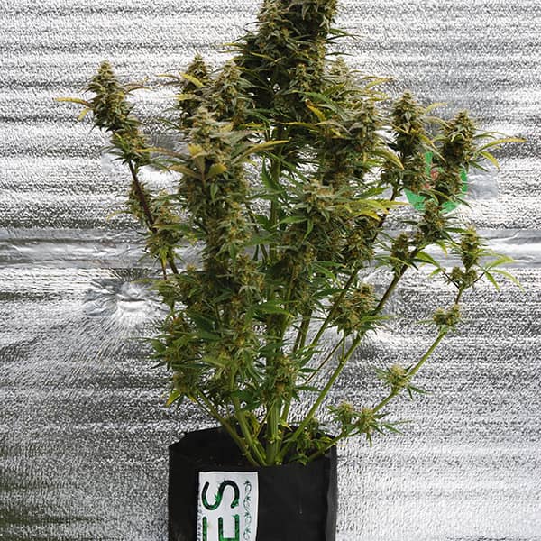Насіння Auto Amnesia Lemon Feminised Silver
