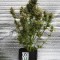 Насіння Auto Amnesia Lemon Feminised Silver