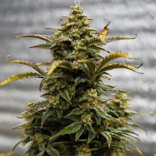 Насіння Auto Amnesia Lemon Feminised Silver