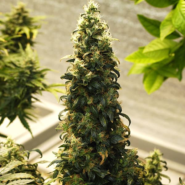 Насіння Auto Big Bud Feminised Silver