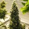Насіння Auto Big Bud Feminised Silver