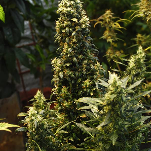 Насіння Auto Big Bud Feminised Silver