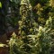 Насіння Auto Big Bud Feminised Silver