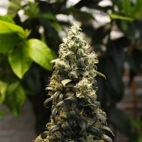 Auto Big Bud Feminised Silver