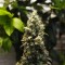 Насіння Auto Big Bud Feminised Silver