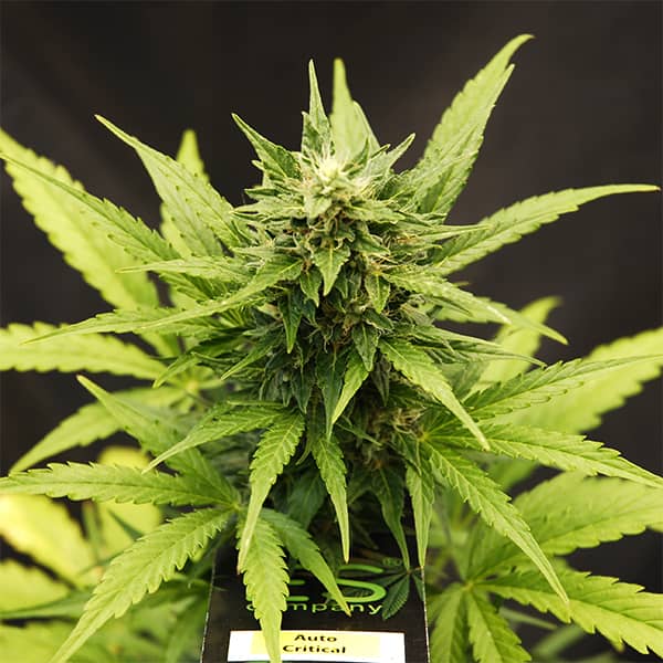 Насіння Auto Critical Feminised Silver