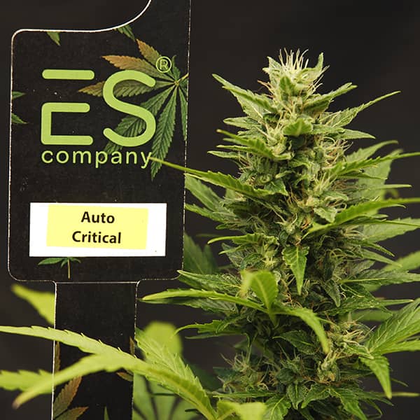 Насіння Auto Critical Feminised Silver