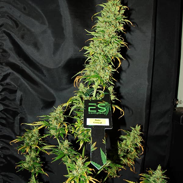 Насіння Auto Critical Feminised Silver