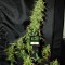 Насіння Auto Critical Feminised Silver