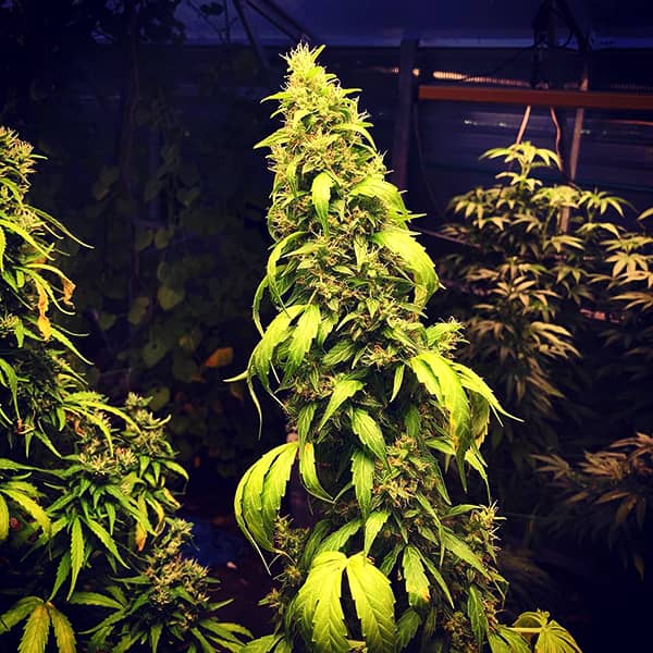 Насіння Auto Girl Scout Cookies Feminised Silver