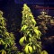 Насіння Auto Girl Scout Cookies Feminised Silver