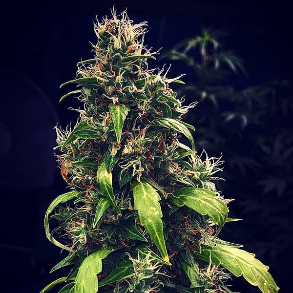 Насіння Auto Girl Scout Cookies Feminised Silver