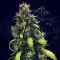 Насіння Auto Girl Scout Cookies Feminised Silver