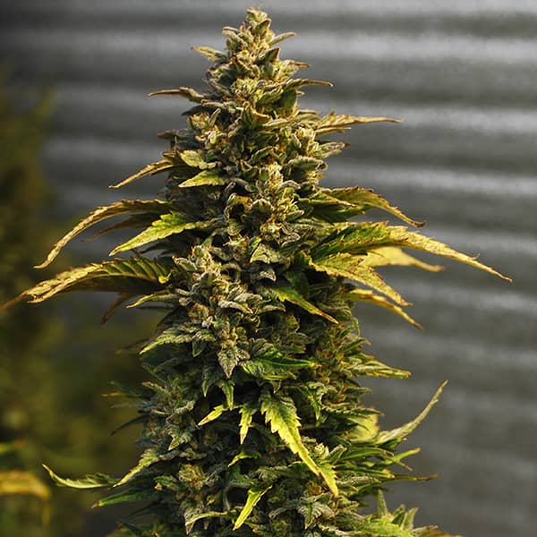 Насіння Auto Kali Mist Feminised Silver