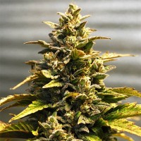 Auto Kali Mist Feminised Silver