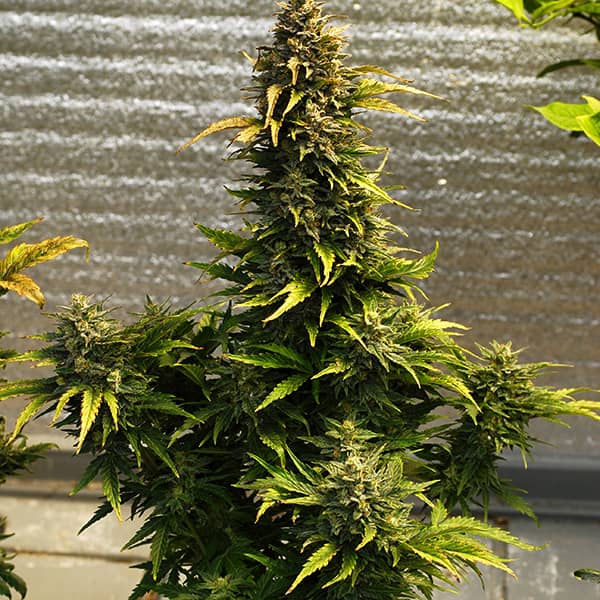 Насіння Auto Kali Mist Feminised Silver