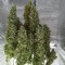 Насіння Auto Kali Mist Feminised Silver