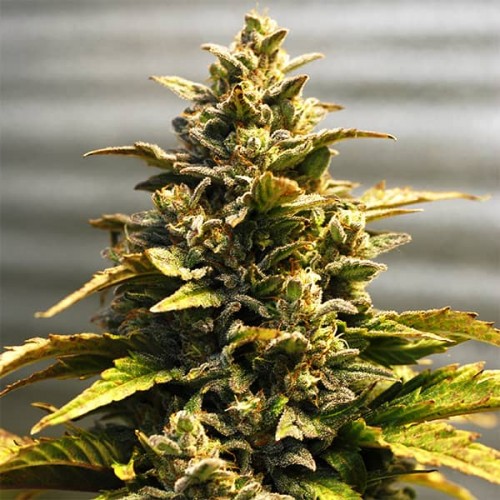 Насіння Auto Kali Mist Feminised Silver