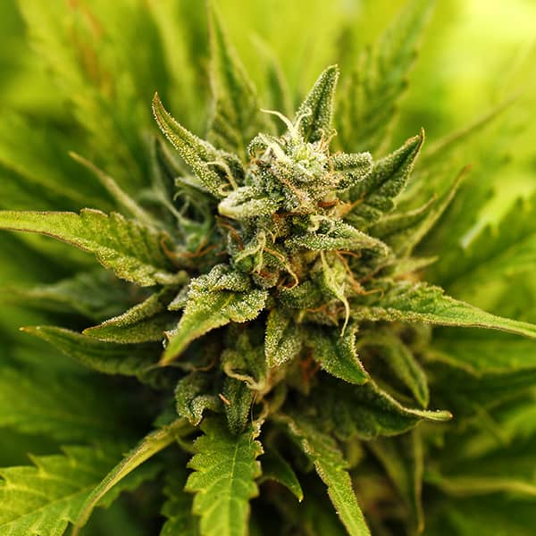 Насіння Auto LSD Feminised Silver