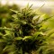 Насіння Auto LSD Feminised Silver