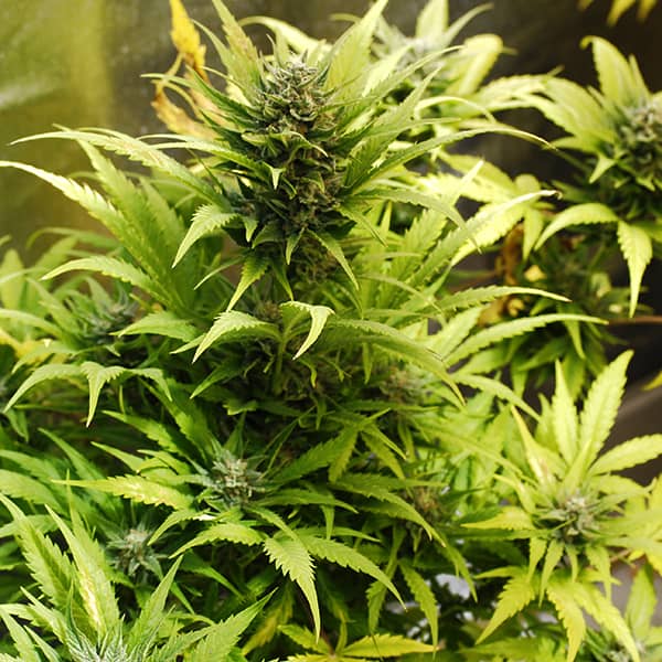 Насіння Auto LSD Feminised Silver