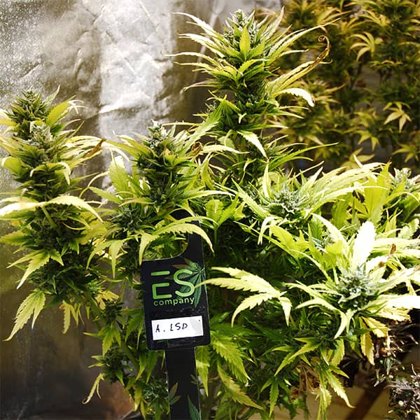 Насіння Auto LSD Feminised Silver