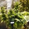 Насіння Auto LSD Feminised Silver