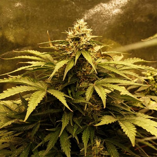 Насіння Auto LSD Feminised Silver