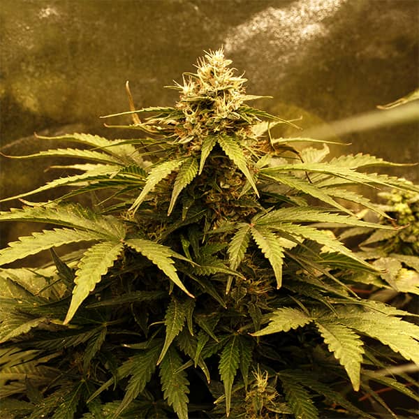 Насіння Auto LSD Feminised Silver
