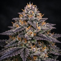 Насіння Slurricane #7 Feminised Silver