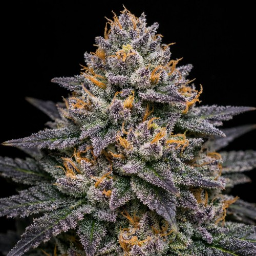 Slurricane IX Feminised Silver