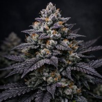 Насіння Slurricane Feminised Silver