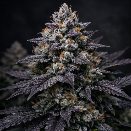 Насіння Slurricane Feminised Silver