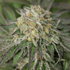 Sour Diesel Feminised Silver