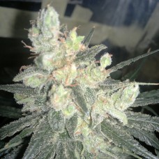 Насіння Super Lime Haze Feminised Silver