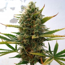 Super Skunk Feminised Silver