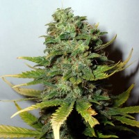 Super Skunk Silver