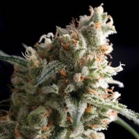 Ultra Hash Silver
