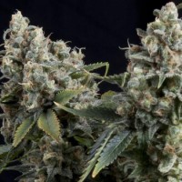 Auto Tutankhaton Silver regular